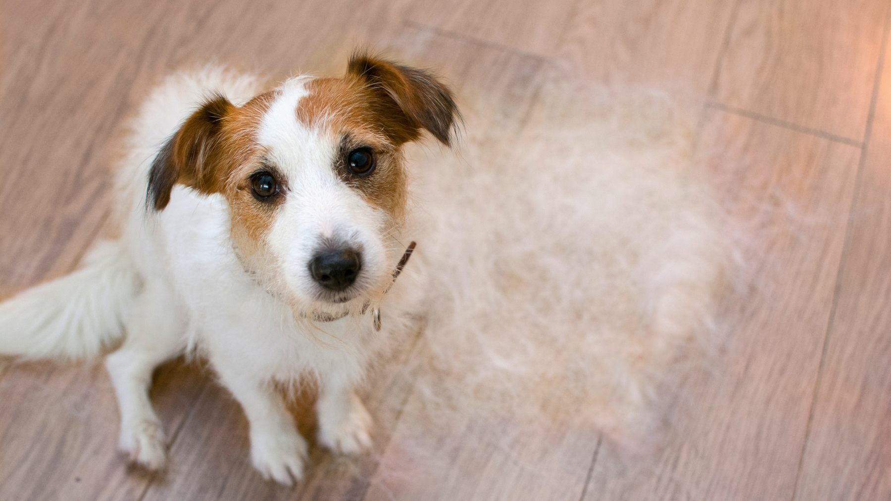 How to Manage Your Dog's Spring Shedding