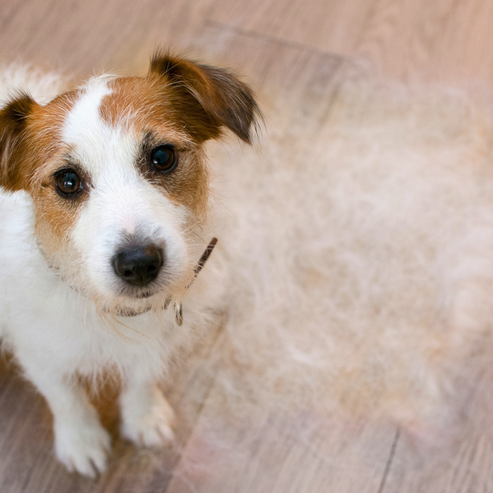 How to Manage Your Dog's Spring Shedding