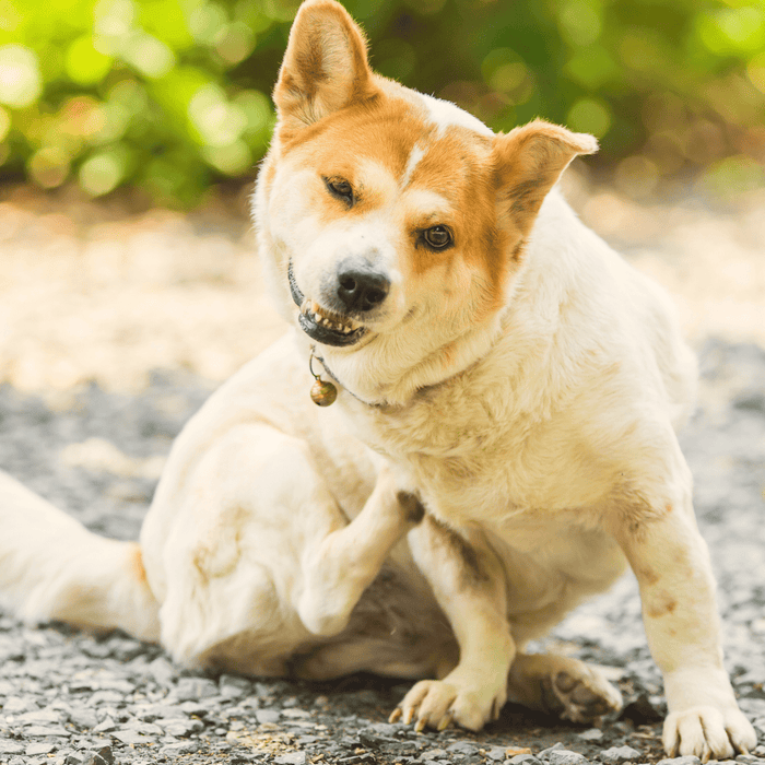 Home Remedies For Dog's Dry, Itchy Skin