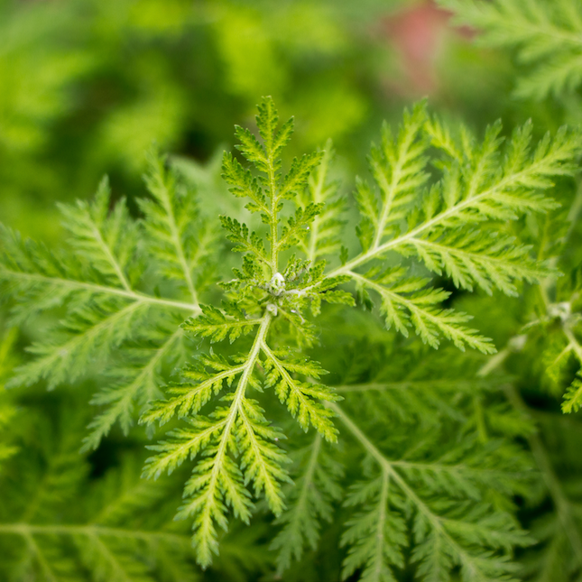 Artemisia - Africa's Super Herb | Health benefits, uses