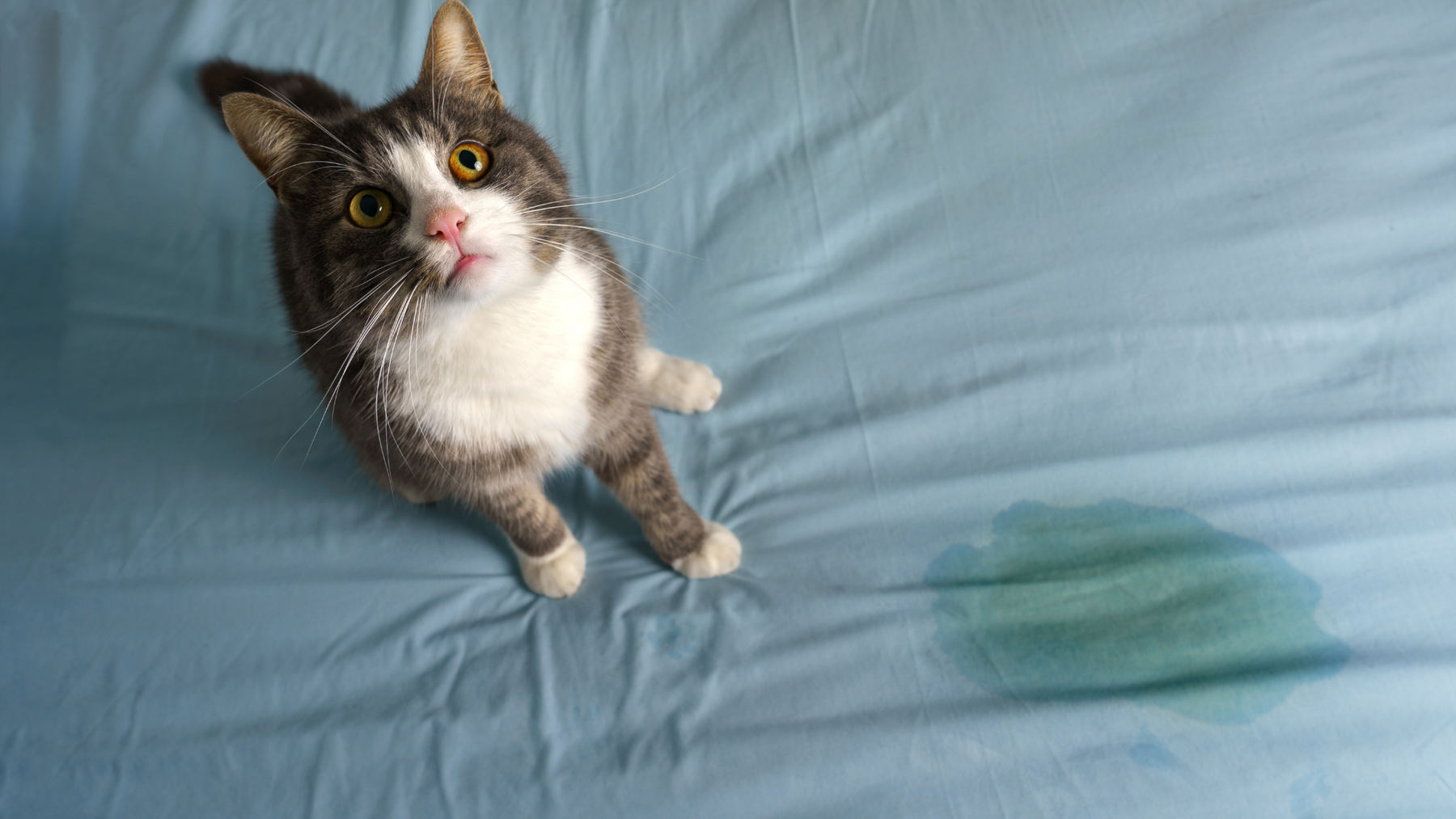 Cat urinary habits and how you can HELP them