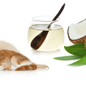 Coconut Oil for pets! Why coconut oil is a must to keep your dog or cat healthy