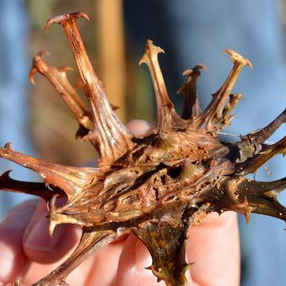 Devil's Claw: Nature's answer to arthritis & inflammation