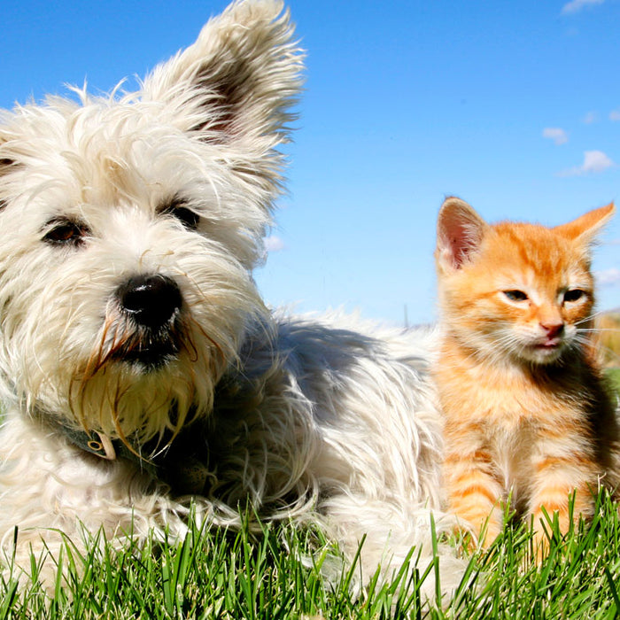 Natural safe flea and tick treatments