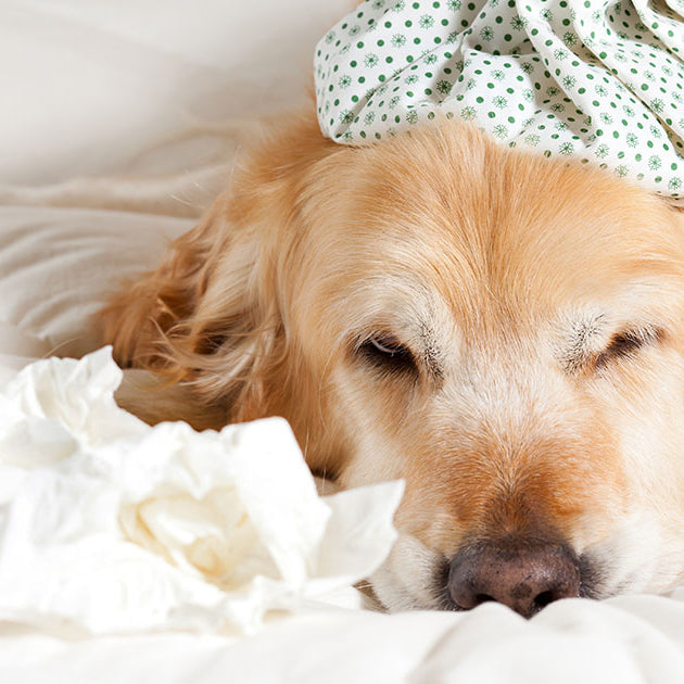 Can dogs and cats catch a cold or flu?