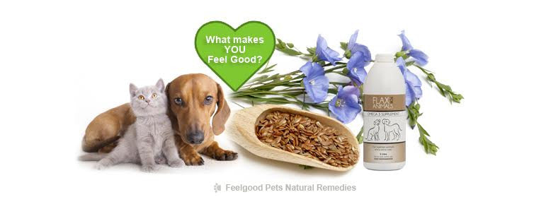 Flaxseed Read about all the health benefits for dogs cats