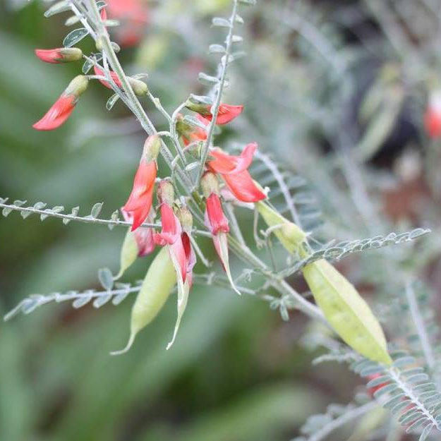 South Africa's Super Herb: Sutherlandia