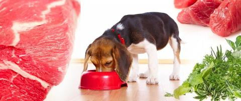 Pet diet tips: Why raw food is good food!